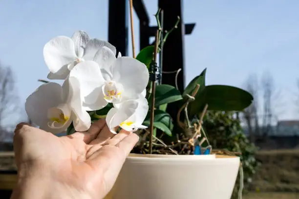 White orchids in the palm of a women