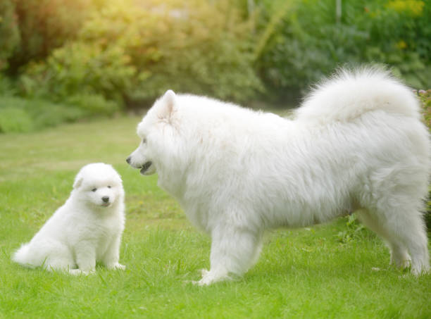 istock Samoyed dog and puppies 653161122