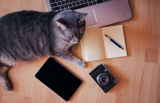 istock Working concept - cat near mobile devices on the floor. 653161538