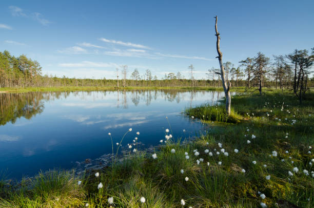 marsh landscape with beautiful white tufts and blue sky - cotton grass sedge grass nature imagens e fotografias de stock