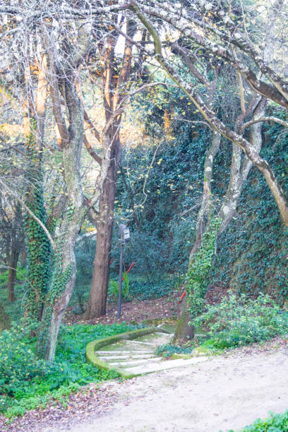 istock Pathway through the forest in Palmela Portugal 653167824