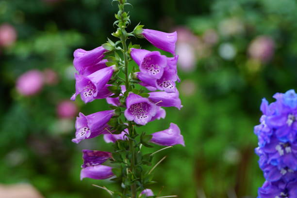 istock purple tiny  flower blossom water drop macro 653167876