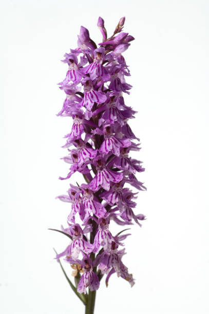 istock Spotted orchid; Dactylorhiza maculata 653170240