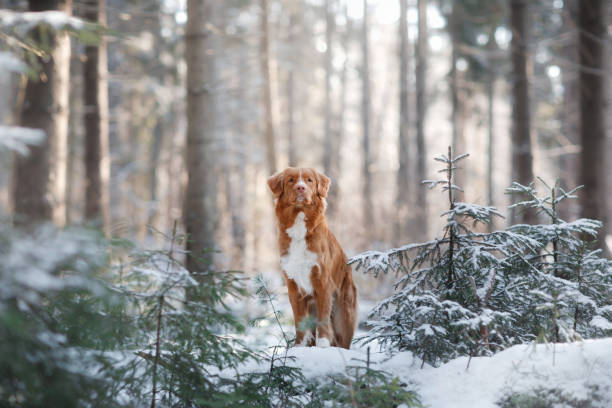 istock Nova Scotia Duck Tolling Retriever Dog in winter forest 653170620
