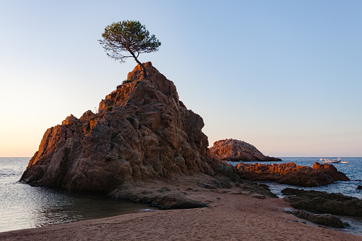 Pino solitario en una roca al amanecer en Tossa del mar photo