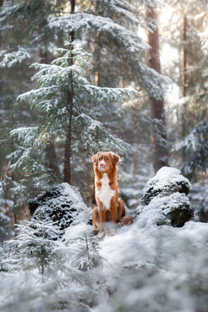 istock Nova Scotia Duck Tolling Retriever Dog in winter forest 653176894