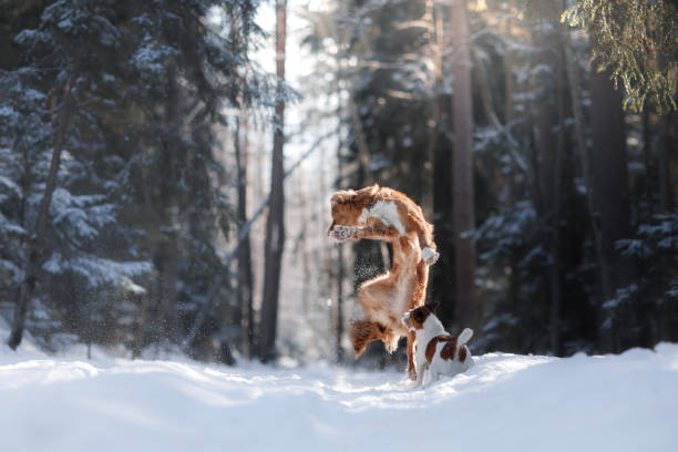 istock Nova Scotia Duck Tolling Retriever Dog Jumping 653180360