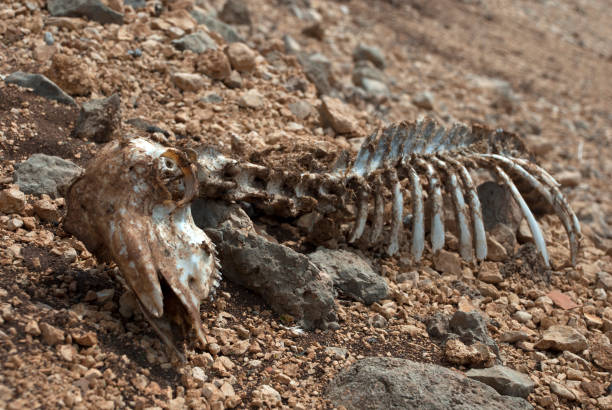 istock Skeleton of dead animal 653180388