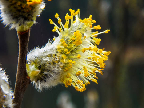 istock water drops on the Bud of willow 653180962