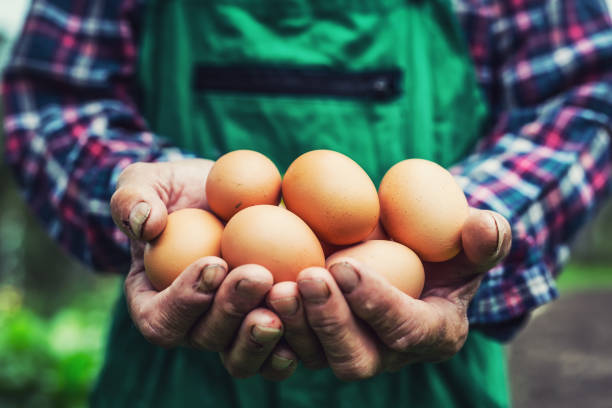 istock Eggs in hands. Close up of skillful old farmer holding chicken eggs 653181190