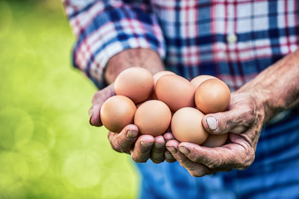 istock Eggs in hands. Close up of skillful old farmer holding chicken eggs 653181198