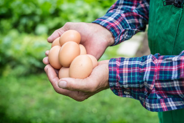 istock Eggs in hands. Close up of skillful old farmer holding chicken eggs 653181204