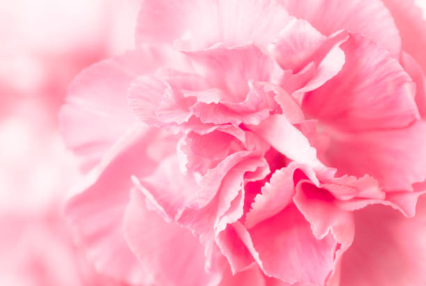 istock Beautiful pink carnation macro close-up. Beautiful soft blurred rose-coloredbackground. Gentle and romantic pink color image with a soft focus. 653181288