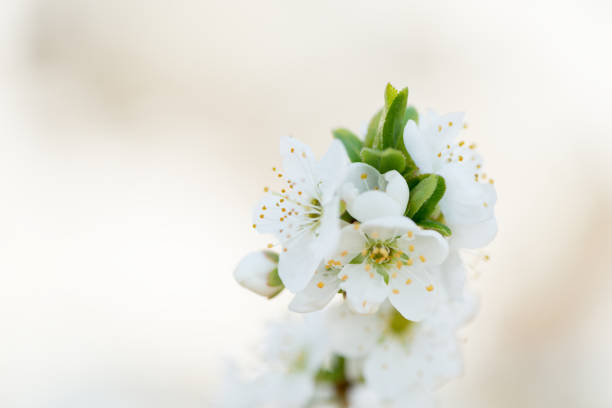 istock Flower Prunus Domestic 653184602
