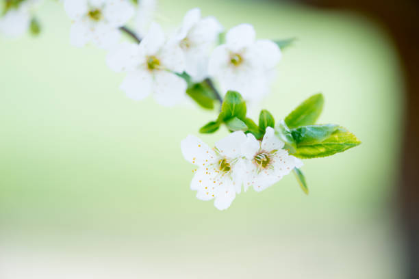 istock Flower Prunus Domestic 653184628