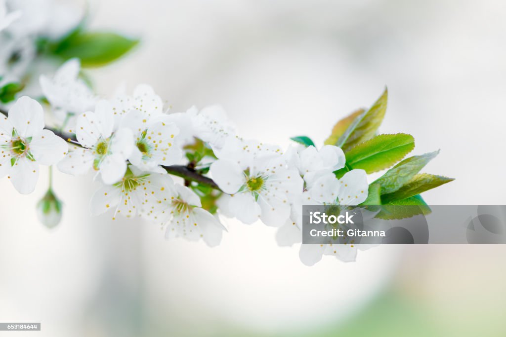 Blüte Prunus in- - Lizenzfrei Trösten Stock-Foto