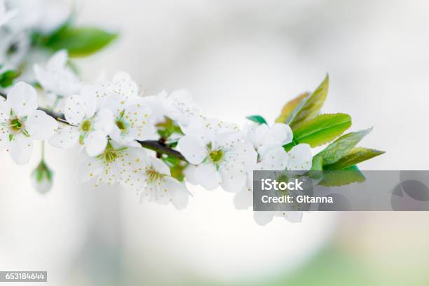 Blüte Prunus In Stockfoto und mehr Bilder von Trösten - Trösten, Blume, April