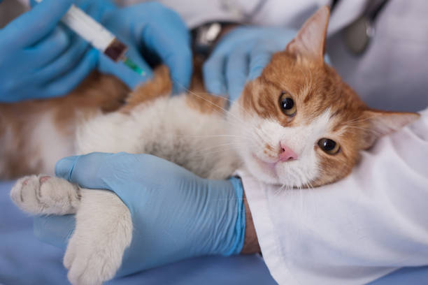 istock cat vaccine for pre-emptive protection from diseases 653187896