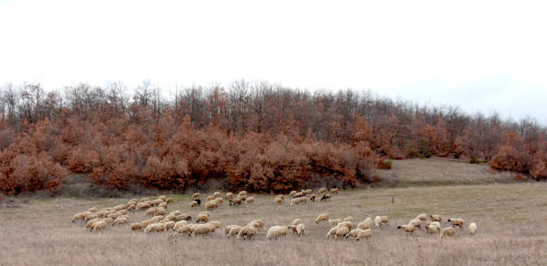 istock Sheep Grazing.domestic animal theme 653189060