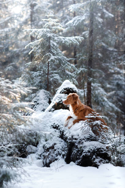 istock Nova Scotia Duck Tolling Retriever Dog in winter forest 653191548