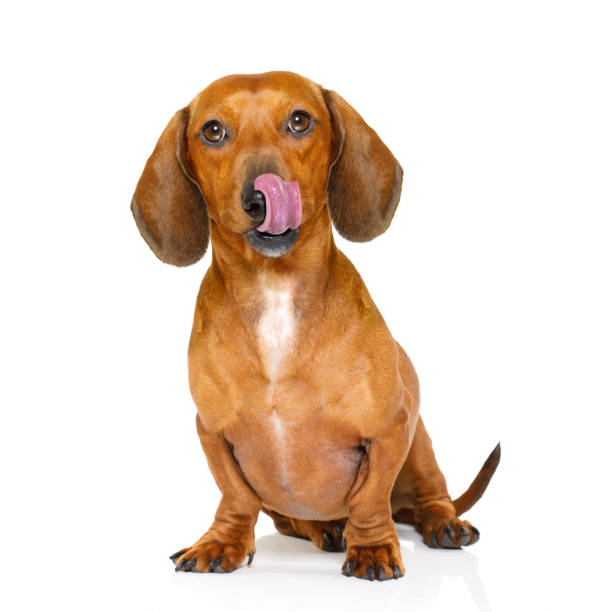 hungry sausage dachshund dog hungry dachshund sausage dog  licking with tongue isolated on white background dachshund stock pictures, royalty-free photos & images