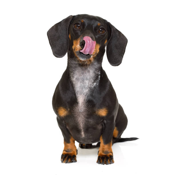 istock hungry sausage dachshund dog 653196062