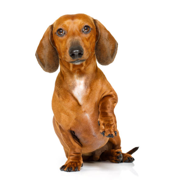 istock hungry sausage dachshund dog 653196106