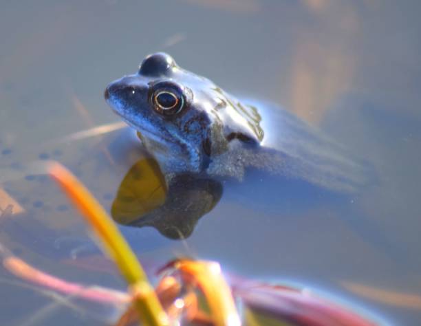 istock cute frog peeping out in the water spring time 653204798