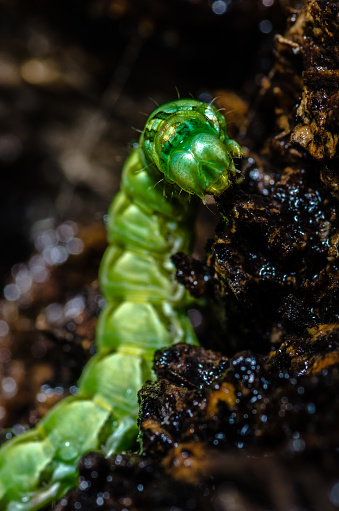 Green caterpillar on wooden trunk.