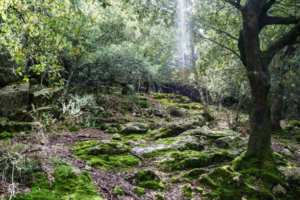 istock sun shining through trees in forest on a sunny day 653205330