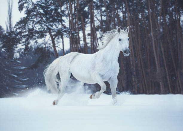 istock White horse runs on snow on dark forest background 653205412