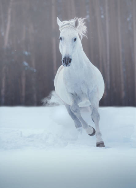 istock White horse runs on snow on dark forest background 653205550