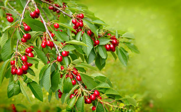 ぶら下がるチェリーズに桜の木の枝 - sharecropper ストックフォトと画像