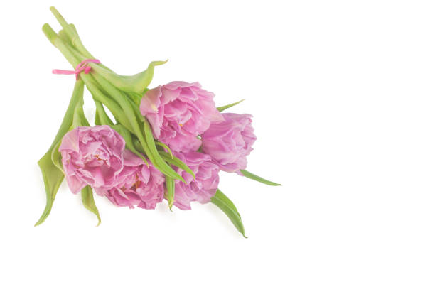 Small bouquet of pink tulips stock photo