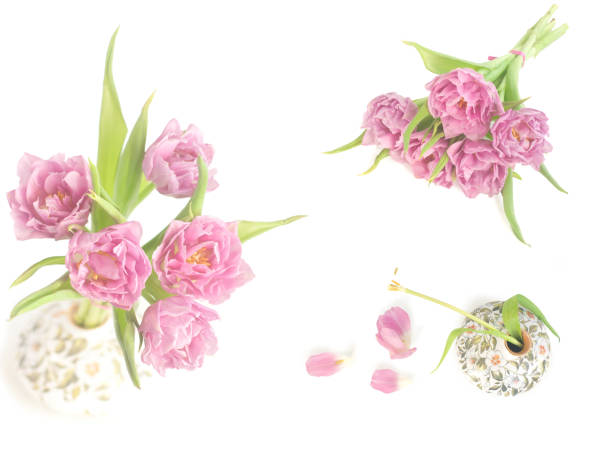 Spring collage with pink tulips stock photo