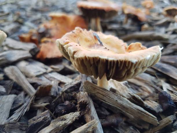 istock Paddestoelen op houtsnippers 653218912