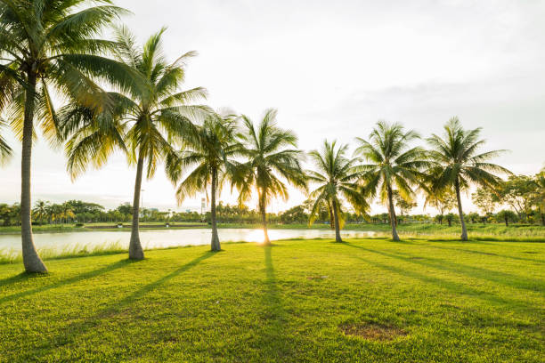 istock Coconut tree palm with beautiful sunbeam at the park 653224262
