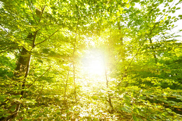 istock Fairy beautiful green forest at gold sunset 653224946