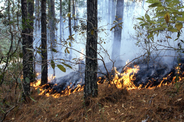 Wildfire creeping under pine forest on hillsides above Tegucigalpa Honduras during drought brought on by El Nino weather event in 1998 Central America