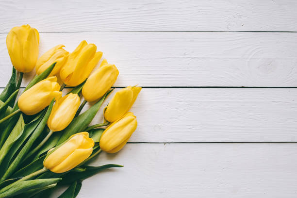 istock Yellow tulips bunch on white wooden planks rustic barn rural table backgropund. Empty space for lettering, text, letters, inscription. Beautiful horizontal flat lay postcard template. 653227624