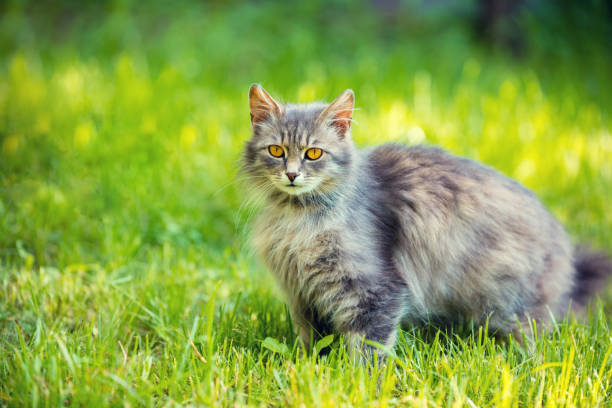 istock Siberian cat relaxing outdoor on the grass 653230556