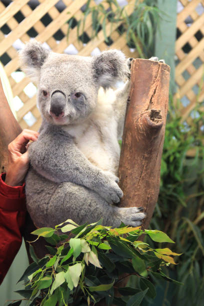 istock Coala at the Wildlife parks in Australi 653234810