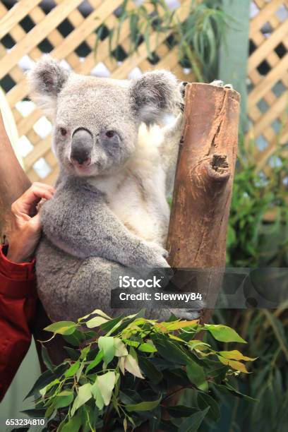 Coala At The Wildlife Parks In Australi Stock Photo - Download Image Now - Baby - Human Age, Koala, Animal