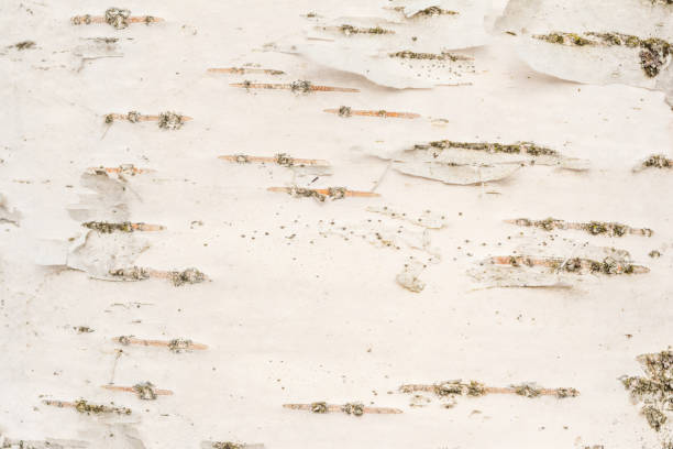 blanc texture de l’écorce de bouleau d’un jeune arbre, dans certaines parties de qu'une fine couche d’écorce de bouleau est décollée de la surface principale, gros plan, le décor abstrait - birch bark birch tree wood photos et images de collection