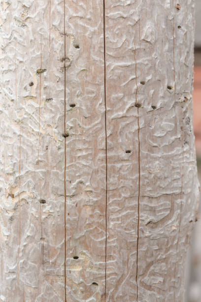 오래 된 자연적인 나무의 질감, 건조 가문비나무 로그 작은 균열에 의해 손상, 비 유니폼 색상, 수 피 딱정벌레는 barked, 클로즈업, 추상적인 배경의 흔적 - barked log 뉴스 사진 이미지