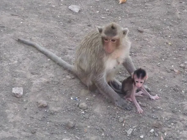 Mother and baby monkey. The baby kept running away, and the mother wanted it by her side.