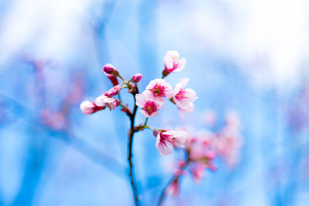 istock Cherry blossoms or Sakura flower in chiang mai Thailand 653245786