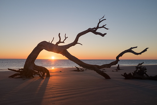 Amanecer en la playa de Jekyll Island Driftwood photo