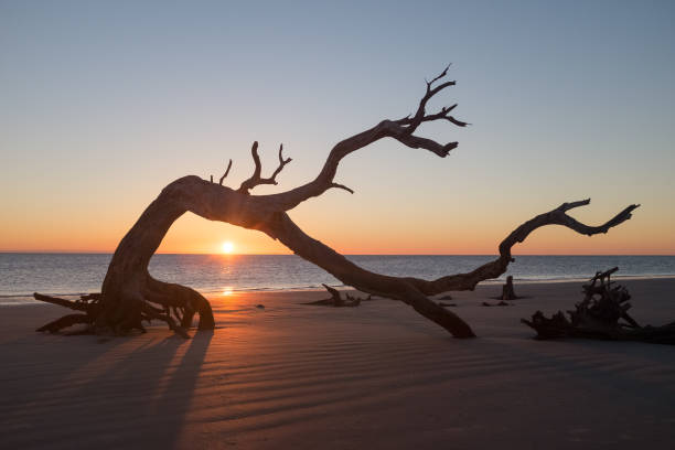 lever du soleil sur la plage de bois flotté jekyll island - driftwood wood water sunrise photos et images de collection