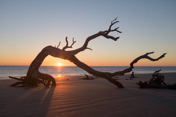 ジキル島流木ビーチの日の出 - driftwood ストックフォトと画像